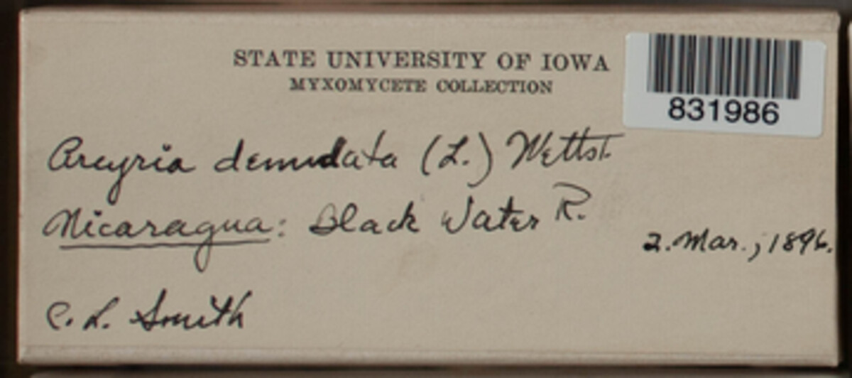 Arcyria denudata image